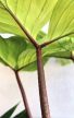 Philodendron Florida Ghost 19 cm