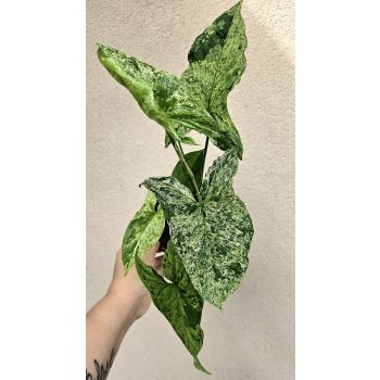 Syngonium mottled Mojito - Nyíllevél 12 cm