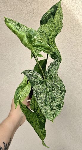 Syngonium mottled Mojito - Nyíllevél 12 cm