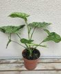 Syngonium mottled Mojito - Nyíllevél 12 cm