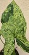 Syngonium mottled Mojito - Nyíllevél 12 cm