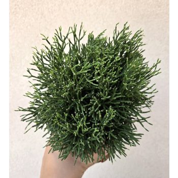 Rhipsalis baccifera