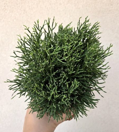 Rhipsalis baccifera