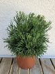 Rhipsalis baccifera