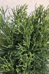 Rhipsalis baccifera