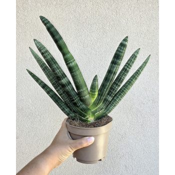 Sansevieria cylindrica 
