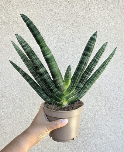 Sansevieria cylindrica 