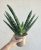 Sansevieria cylindrica 