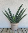 Sansevieria cylindrica 