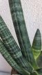 Sansevieria cylindrica 