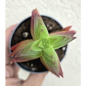 Crassula capitella Red Pagoda