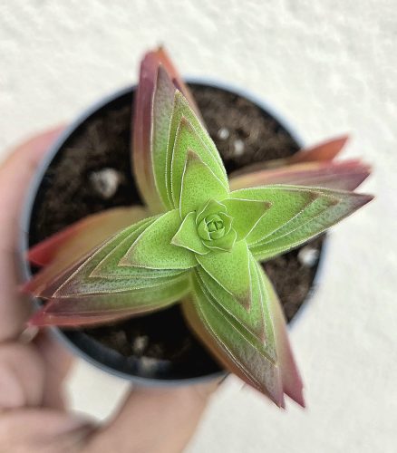 Crassula capitella Red Pagoda
