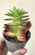 Crassula capitella Red Pagoda