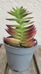 Crassula capitella Red Pagoda
