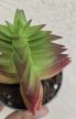 Crassula capitella Red Pagoda