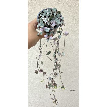   Ceropegia Woodii variegata - Ámpolna gyertyavirág tarka 9 cm