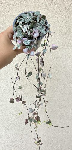 Ceropegia Woodii variegata - Ámpolna gyertyavirág tarka 9 cm