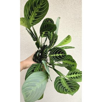 Maranta Lemon Lime 12 cm