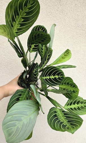 Maranta Lemon Lime 12 cm