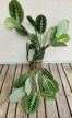 Maranta Lemon Lime 12 cm