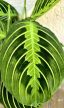 Maranta Lemon Lime 12 cm