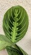 Maranta Lemon Lime 12 cm