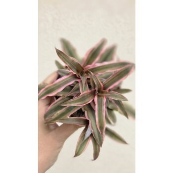 Cryptanthus - Levélcsillag 9 cm