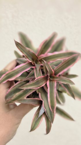 Cryptanthus - Levélcsillag 9 cm