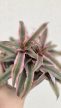Cryptanthus - Levélcsillag 9 cm