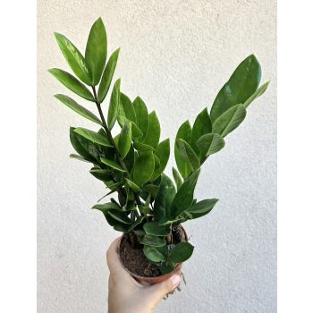 Zamioculcas zamiifolia - Agglegénypálma 10.5 cm