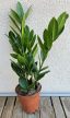 Zamioculcas zamiifolia - Agglegénypálma 10.5 cm