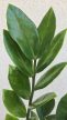 Zamioculcas zamiifolia - Agglegénypálma 10.5 cm