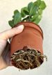 Zamioculcas zamiifolia - Agglegénypálma 10.5 cm