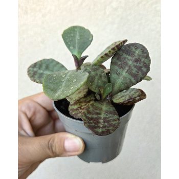 Kalanchoe humilis 'Zebra' 6.5 cm