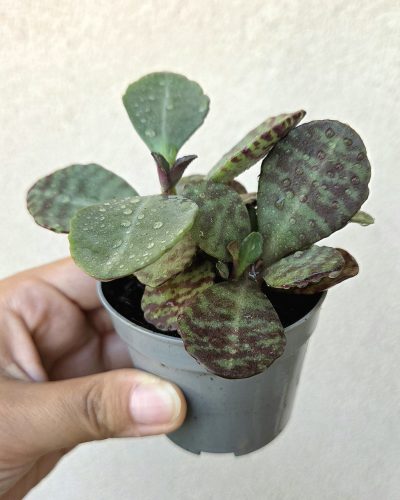 Kalanchoe humilis 'Zebra' 6.5 cm