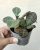Kalanchoe humilis 'Zebra' 6.5 cm
