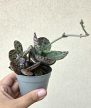 Kalanchoe humilis 'Zebra' 6.5 cm