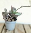 Kalanchoe humilis 'Zebra' 6.5 cm