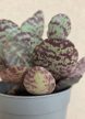 Kalanchoe humilis 'Zebra' 6.5 cm
