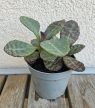 Kalanchoe humilis 'Zebra' 6.5 cm