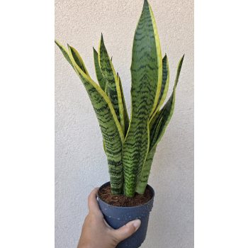 Sansevieria Laurentii