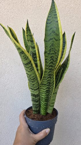Sansevieria Laurentii