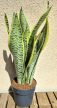 Sansevieria Laurentii