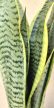 Sansevieria Laurentii