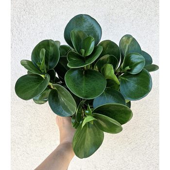 Peperomia obtusifolia