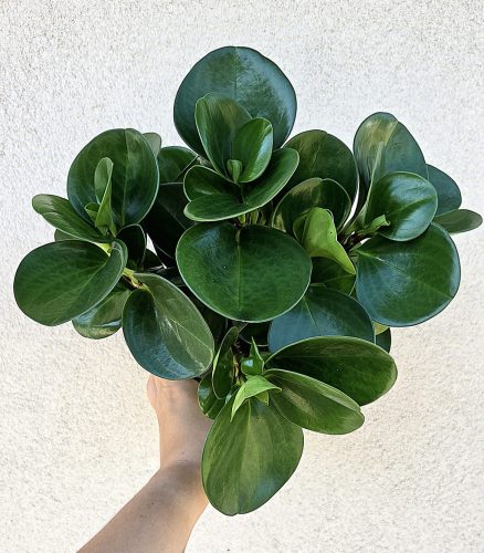 Peperomia obtusifolia