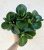 Peperomia obtusifolia