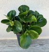 Peperomia obtusifolia