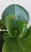 Peperomia obtusifolia
