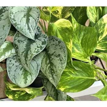 Epipremnum/Scindapsus - Szobai futók
